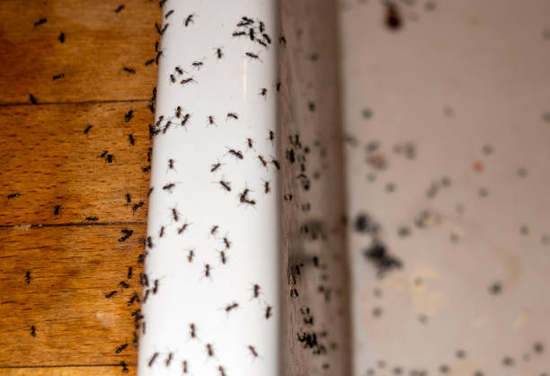 Best Wasp Removal Services  in Middlesex, NC